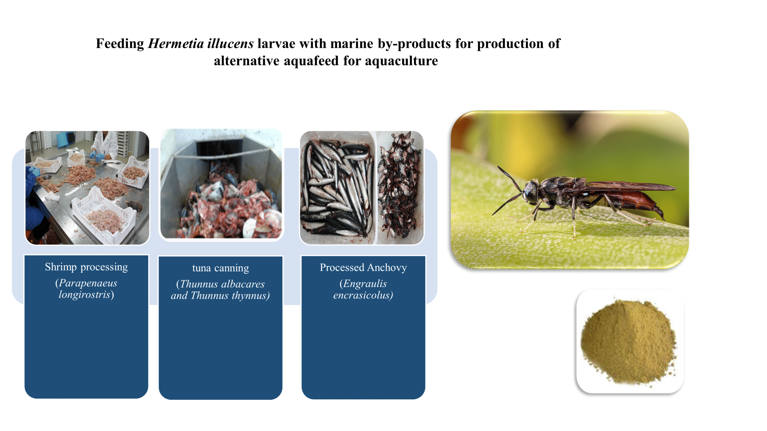 Promotion of circular economy pathways by valorization of marine by-products