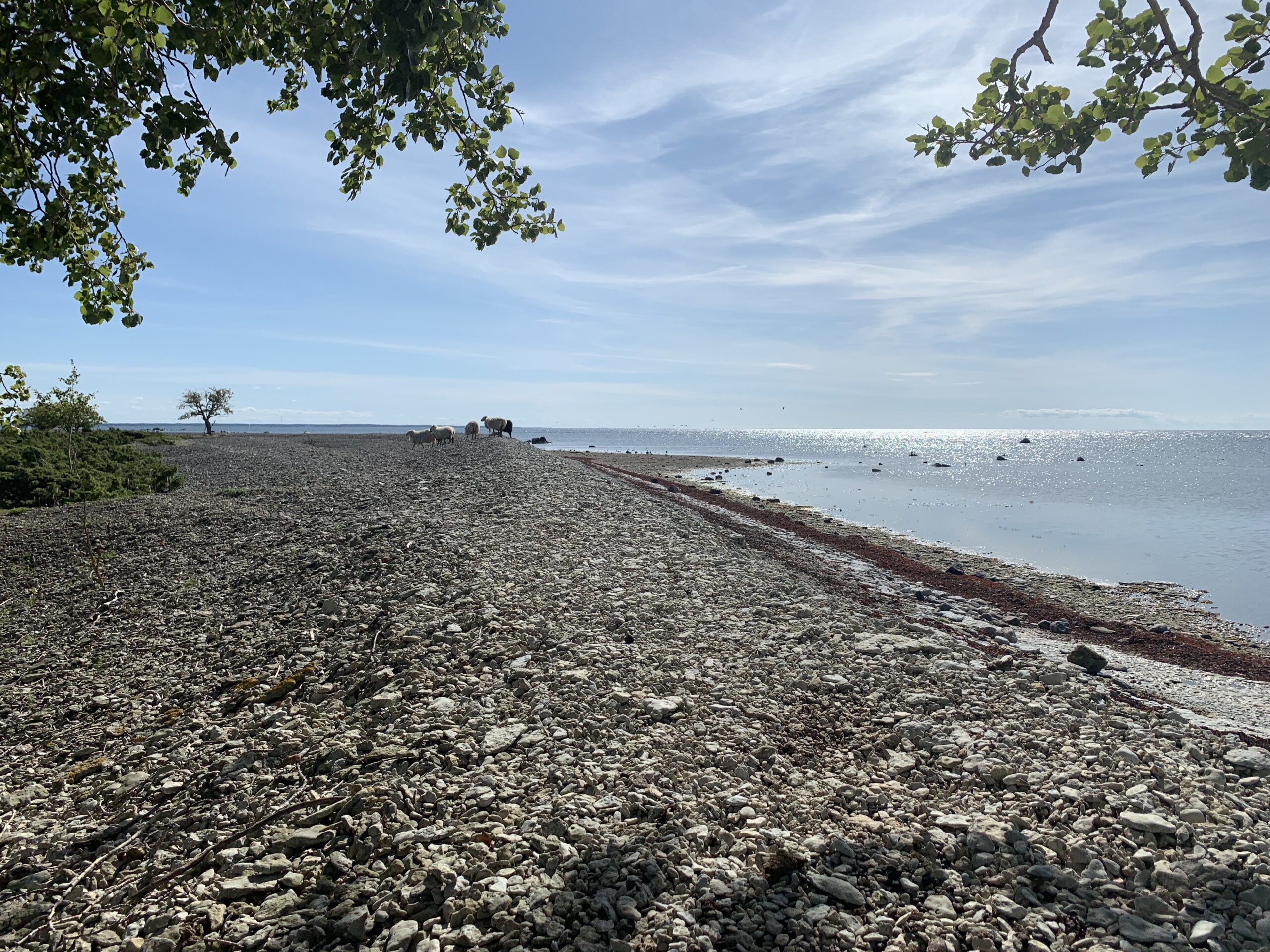 Macroalgae cultivation developments in the west coast of Estonia