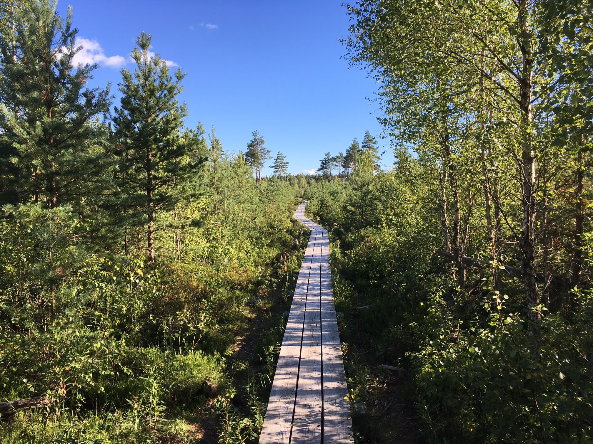 Roadmap for circular bioeconomy in Estonia