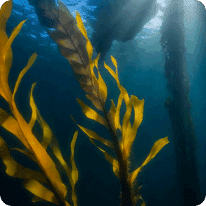 08. Life below water